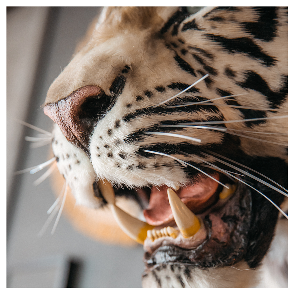 Реплика головы «Бенгальский тигр»