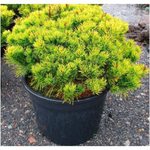 Сосна горная Винтер Голд С5 20-30