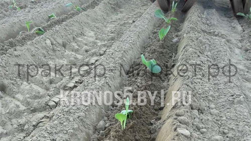 Рассадопосадочная машина D-Pol | Д-Пол 2-х рядная