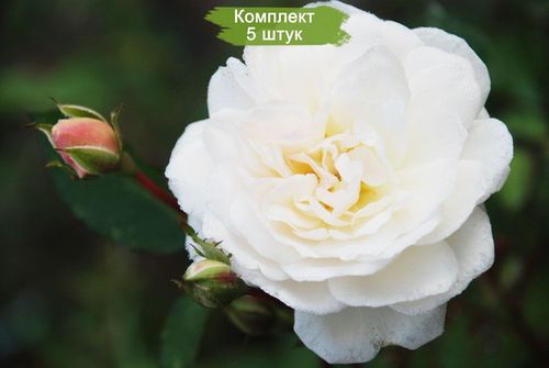 Хиты продаж