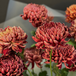 Монобукет из 13 хризантем бигуди