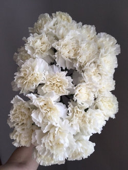 Гвоздика белая