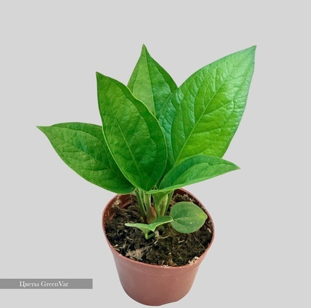 Антуриум Кобра