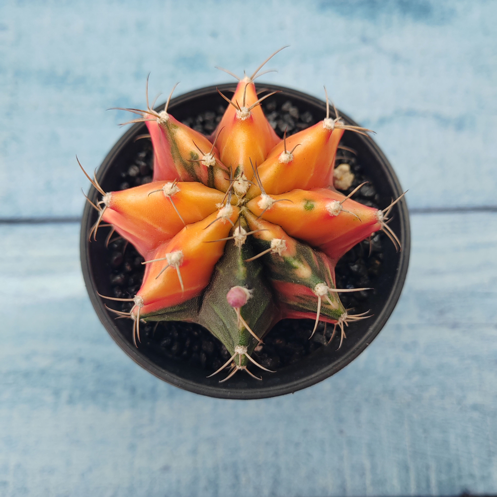 Gymnocalycium Variegata (Гимнокалициум Вариегатный)