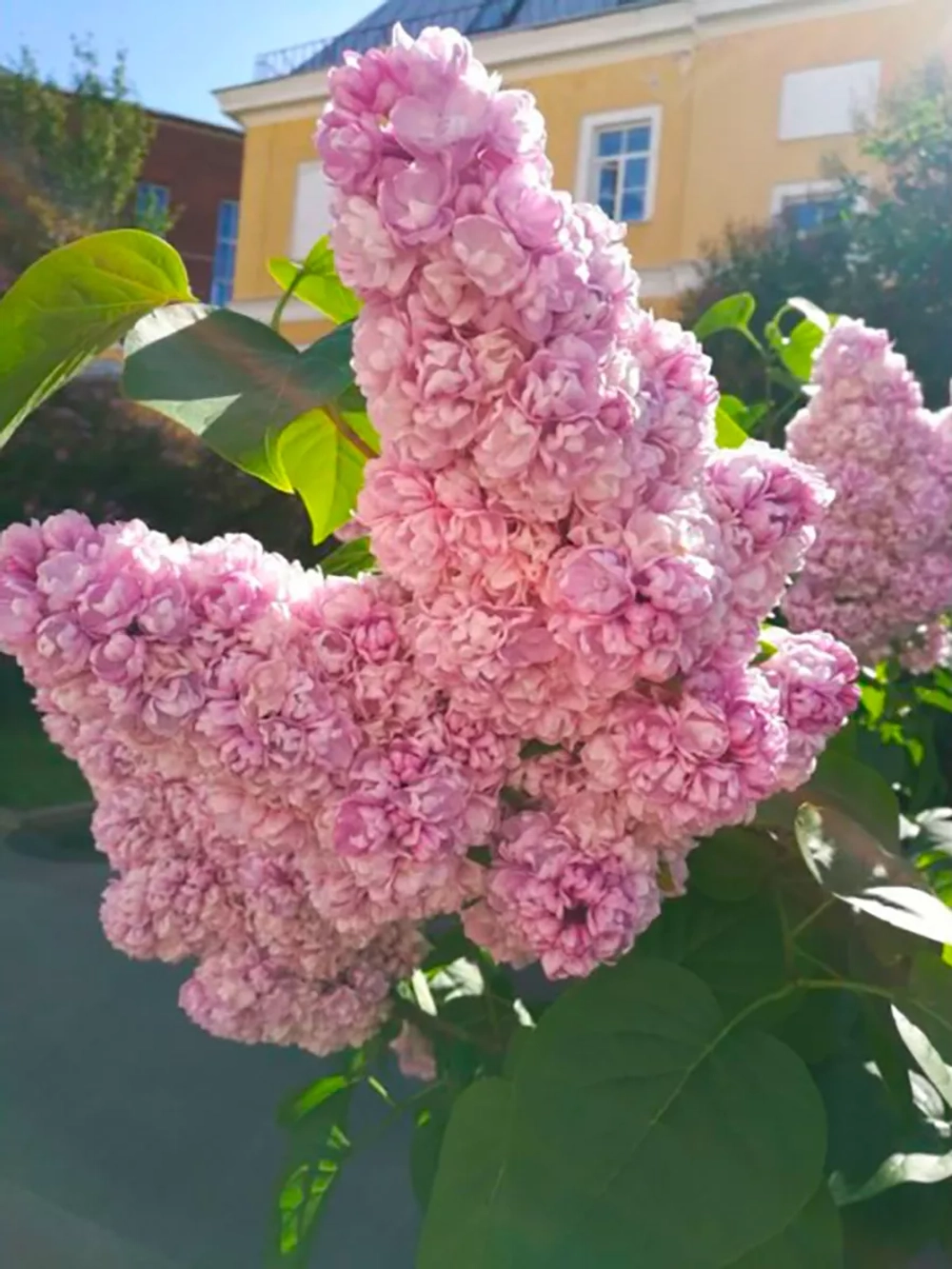 Сирень обыкновенная Михайло Ломоносов С3 30-50 см Закупка М64 май 2026