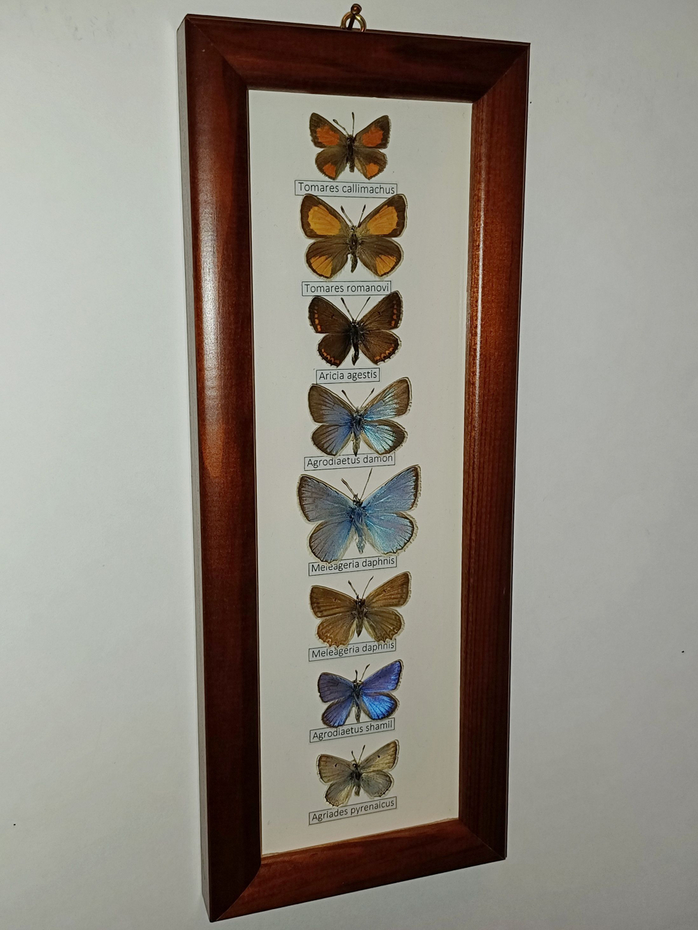 Коллекция кавказских голубянок