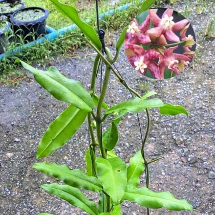 Хойя IMPERIALIS PINK