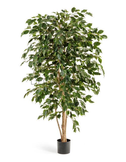 Фикус Бенджамина Нитида 210см. 10.30207N Скидка