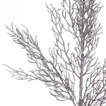 Ветка хвойная «Хрусталик» 75 см, Серебро