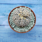 Astrophytum Asterias "Super Kabuto" (Астрофитум)