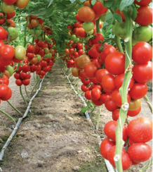 Лилос F1 семена томата индетерминантного (Rijk Zwaan / Райк Цваан)