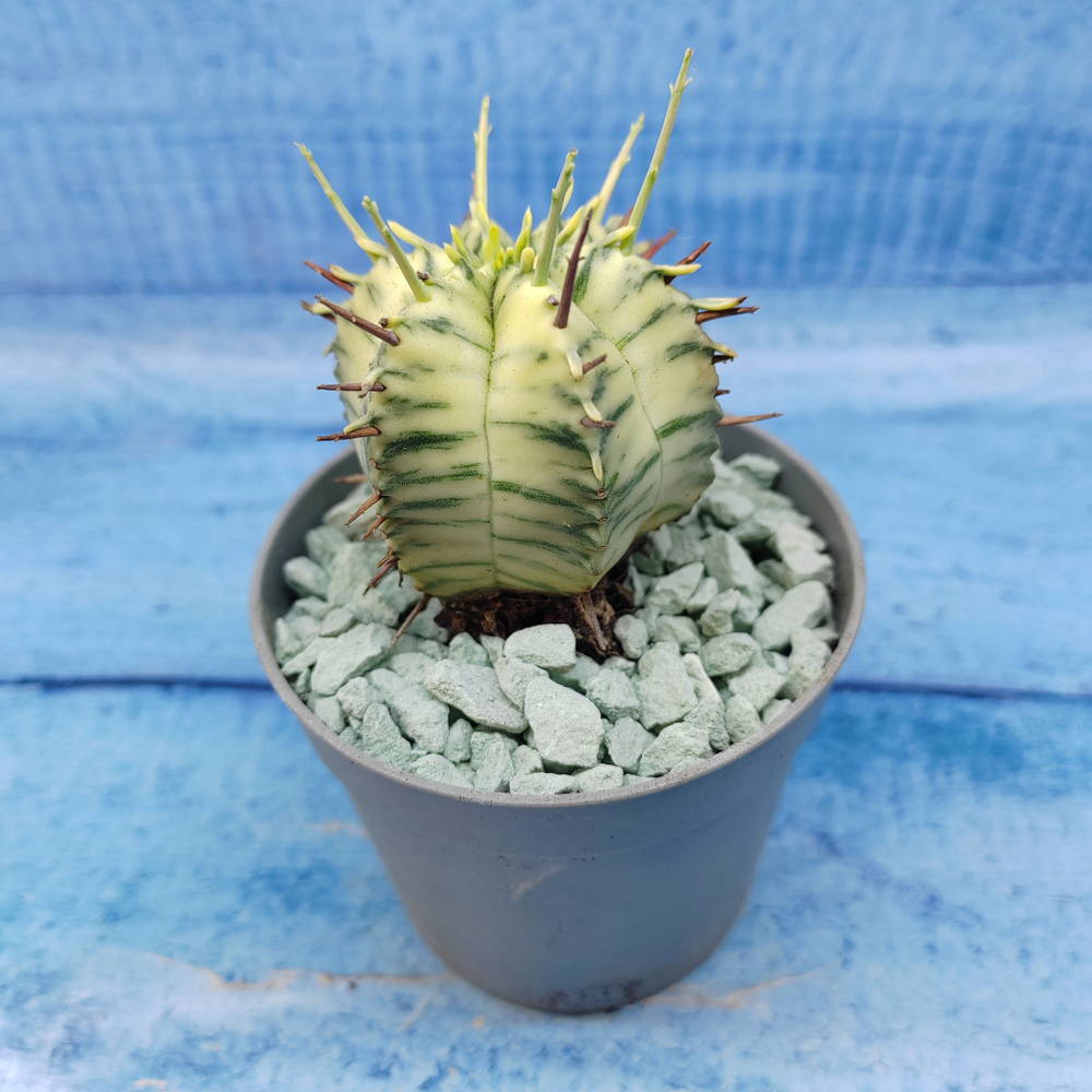 Euphorbia meloformis f. Variegated (Эуфорбия вариегатная)