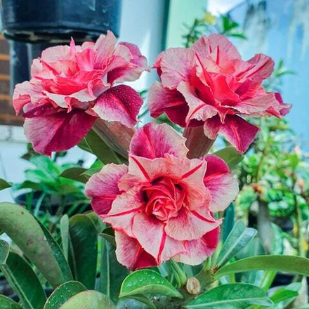 Адениум обесум 321 X92