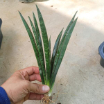 Сансевиерия MINI BAT