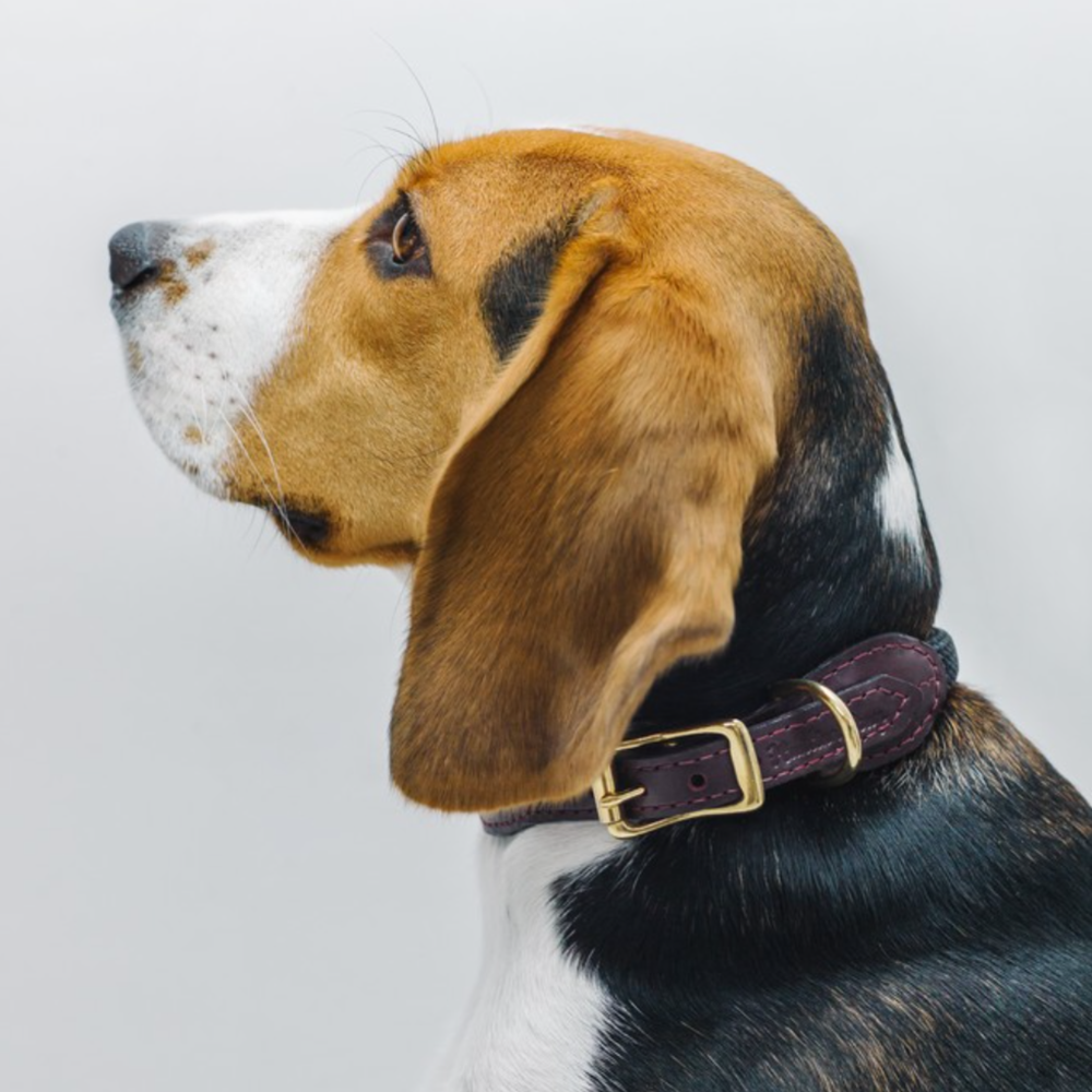 Ошейник «Пони-макарони» HuntingPony