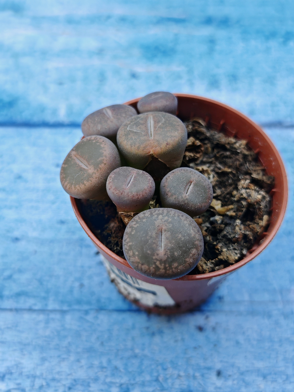 Lithops sp. (Литопсы)