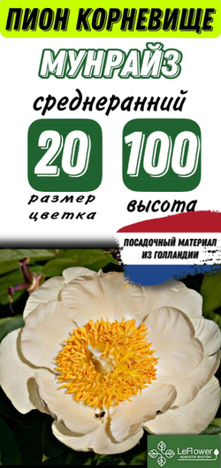 Пион Корневище, Мунрайз