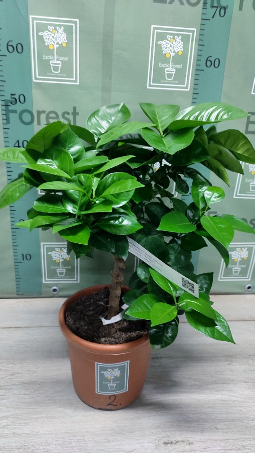C. sinensis “Sanguinello moscato nucellare”