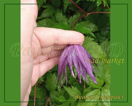 Княжик Виолет сюрпрайз