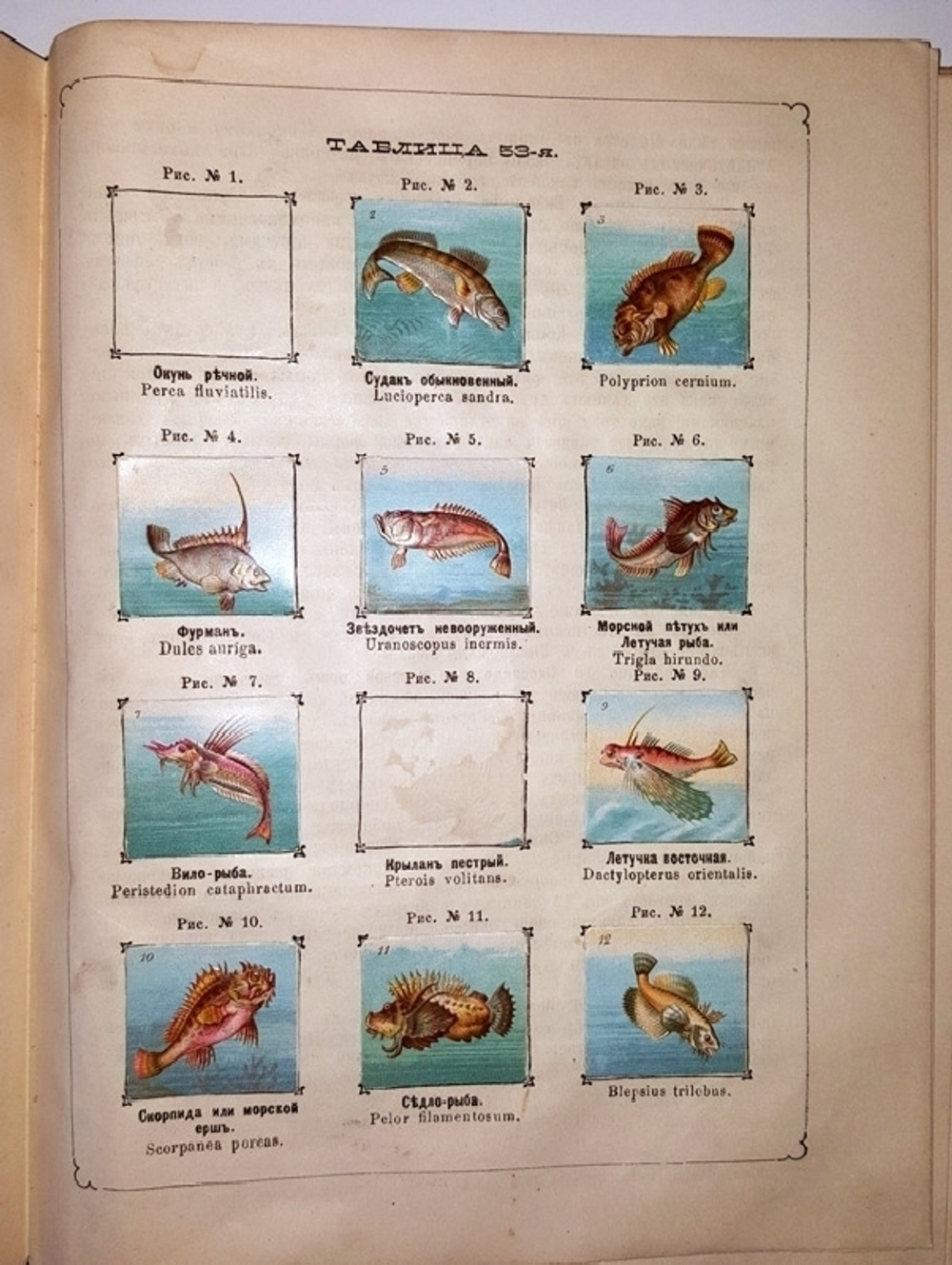 "Рельефный зоологический атлас. Часть третья. Пресмыкающиеся и рыбы.". Гагельберг. 1880г. - антикварное издание