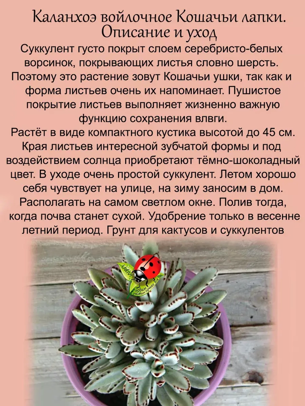 Каланхоэ войлочное Кошачьи ушки суккулент