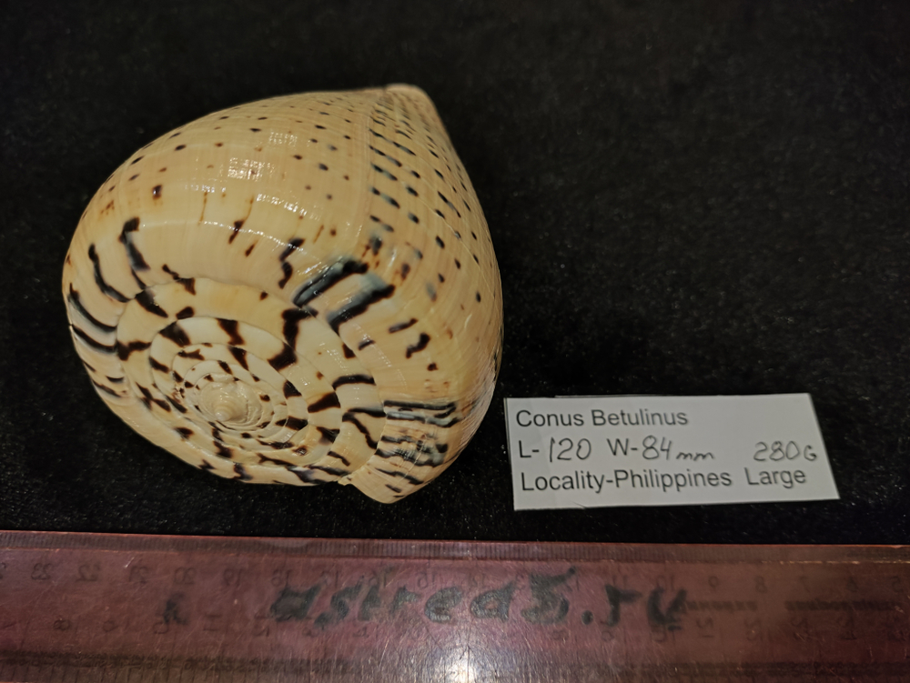 Конус Бетулинус 70-105-120мм