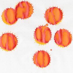 Чернила Sailor Manyo Yamabuki 50 мл (13-2009-208) 4