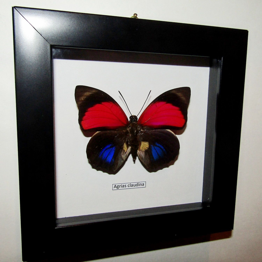 Бабочка Agrias claudina в рамке