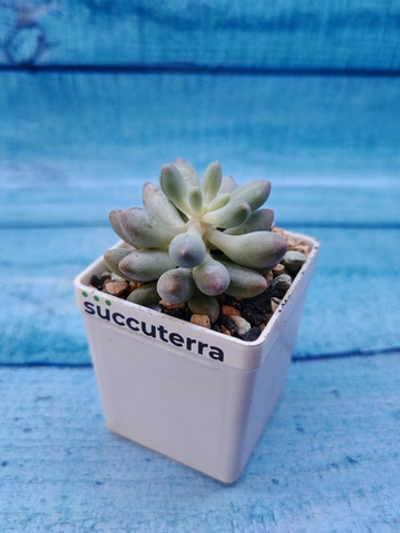 Pachyphytum Baby Finger (Пахифитум)