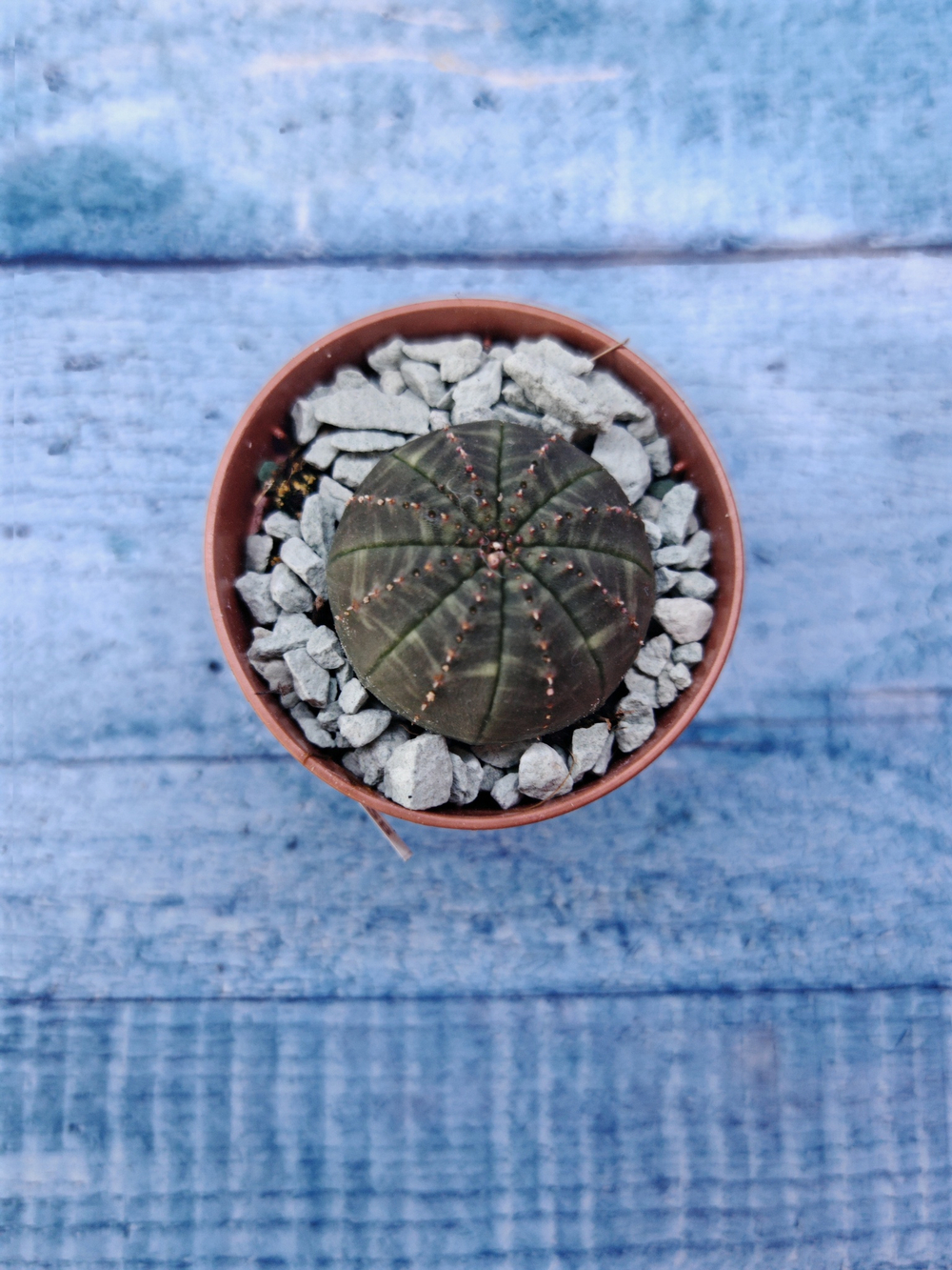 Суккулент Euphorbia Obesa (Эуфорбия)