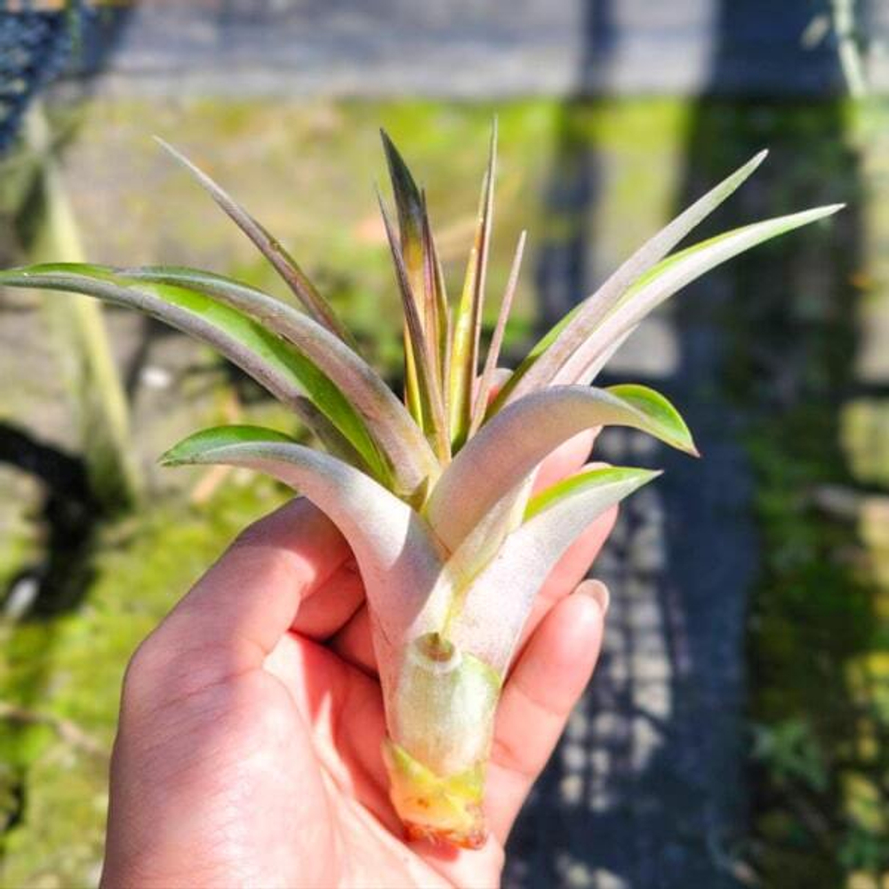 Тилландсия fasciculata Tropiflora R (T23)