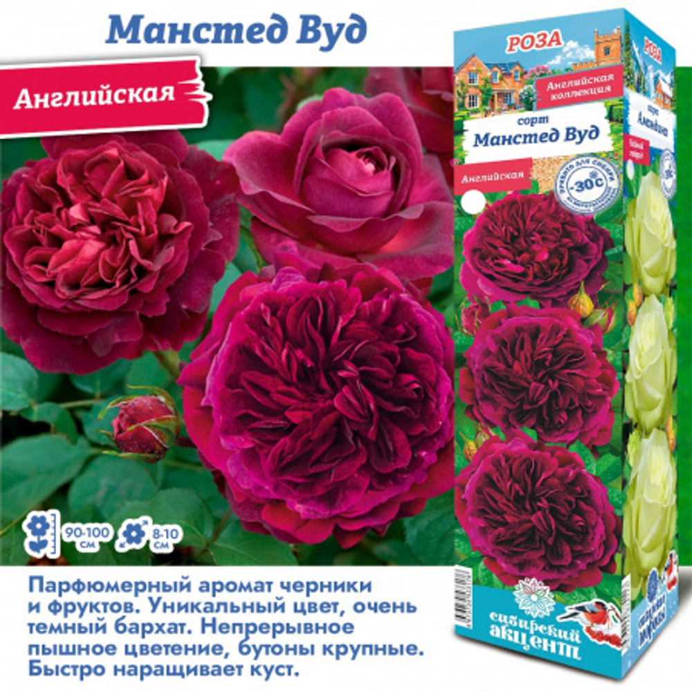 Роза Манстед Вуд (Английская)