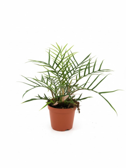 Филодендрон Christmas tree д.12