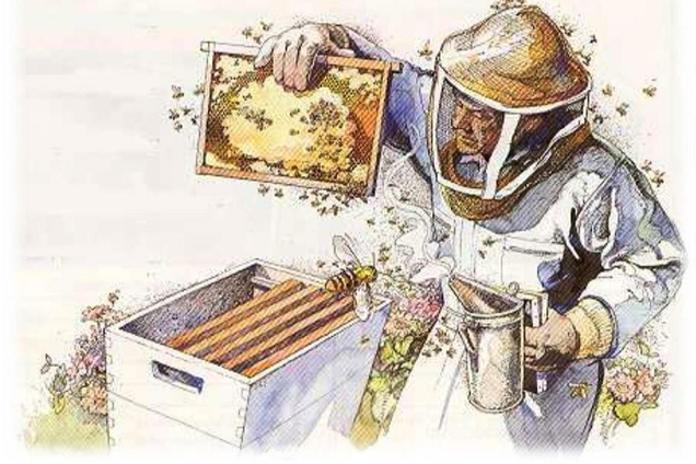 Оказываем услуги по опылению ЭНТОМОФИЛЬНЫХ КУЛЬТУР