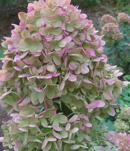 Гортензия метельчатая Little Alf в контейнере 0,5л