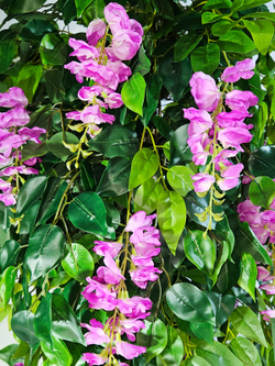 Искусственное дерево Глициния лиловая 150см в высоком коричневом кашпо ротанг