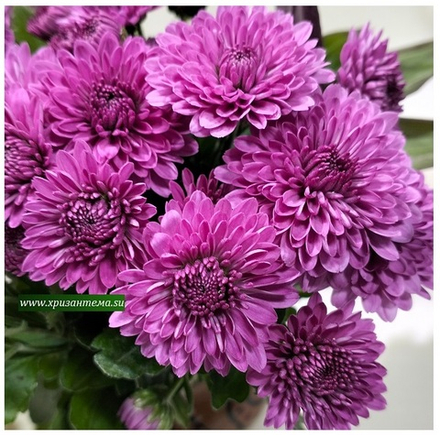Хризантема мультифлора Cheryl фиолет м. 181 /поставка весна 2026г/