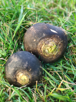 Редька чёрная в меду