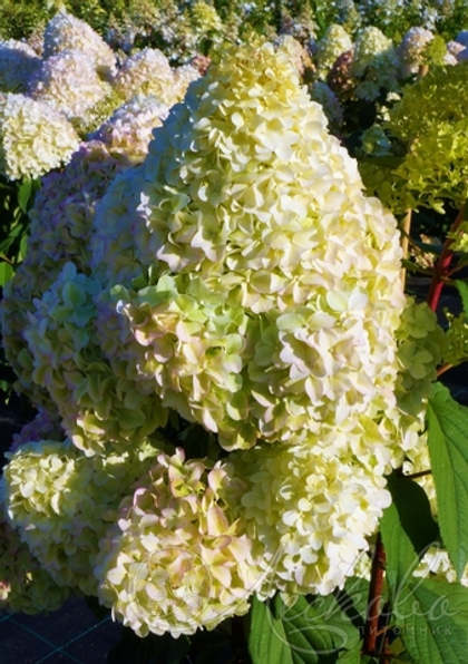 Гортензия метельчатая Diamantino