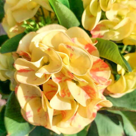 Эуфорбия Миля LUENG LAIKRA