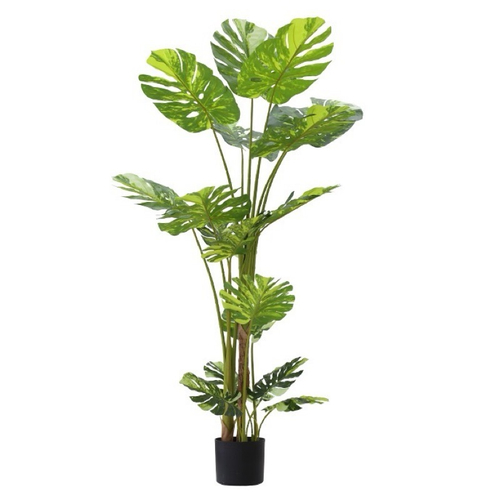 Монстера вариегатная 155 см.