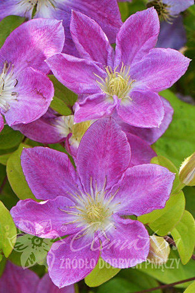 Клематис гибридный Чейндж Оф Харт Закупка М33 апрель 2026 Клематис гибридный Чейндж Оф Харт Закупка М33 апрель 2026