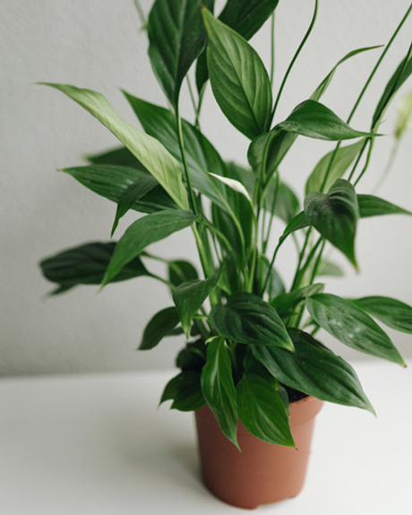 Спатифиллум