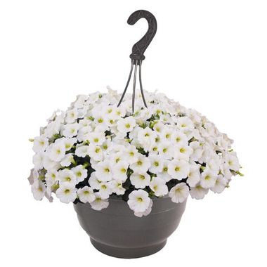 32287 Петуния SWEETUNIA WHITE (ВЕСНА 2025)