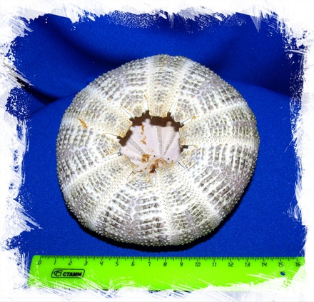 Панцирь Морского Ежа 5-8 см