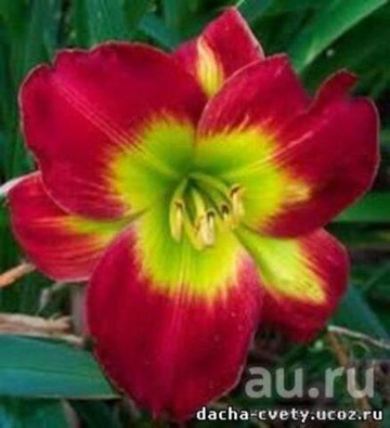 Лилейник Кристмас Из