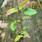 Хойя CINNAMOMIFOLIA