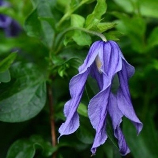 Клематис цельнолистный Литтл Артист трехлетка наличие