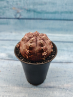 Gymnocalycium Daydream (Гимнокалициум)