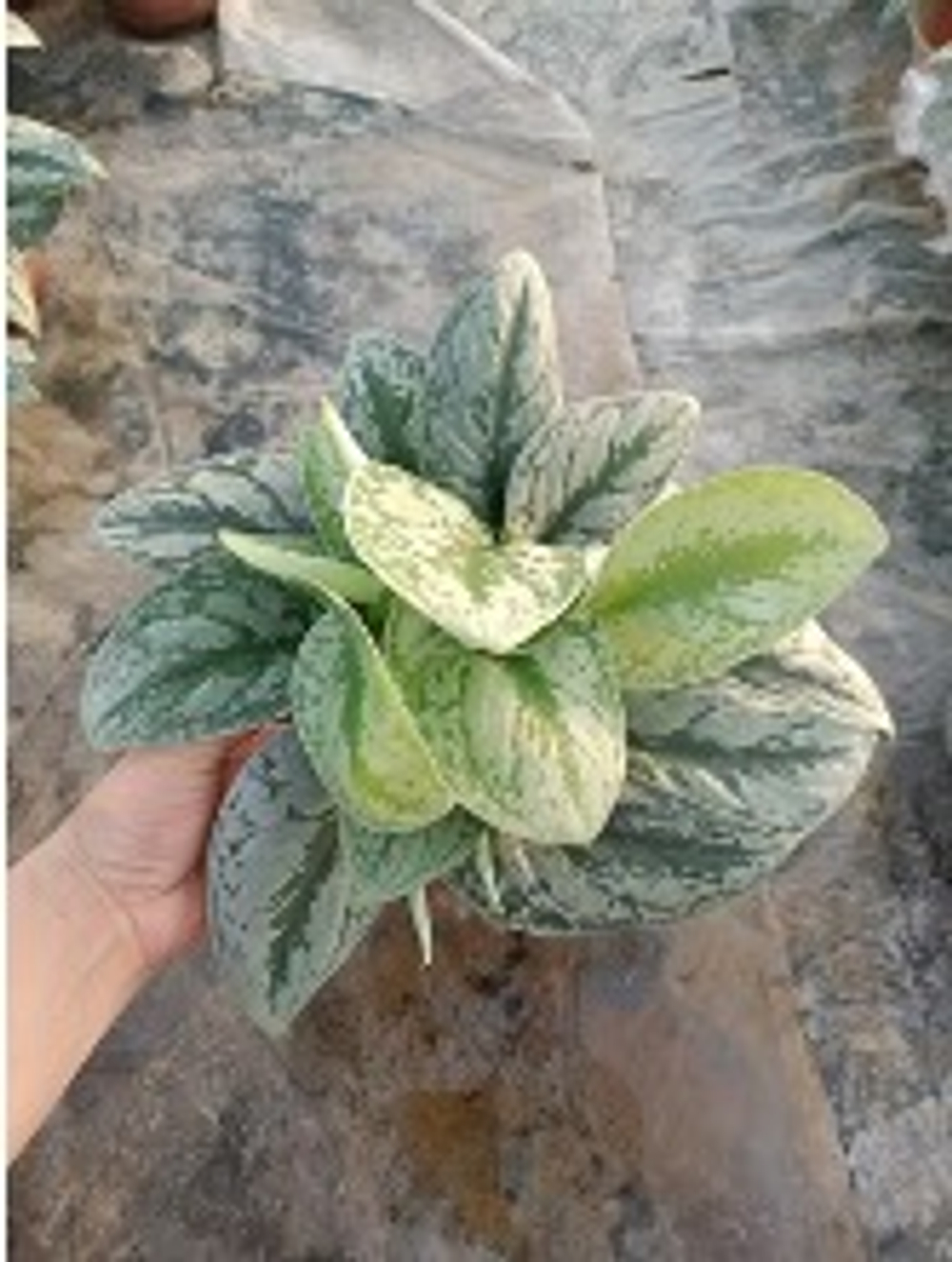 Эпипремнум Exotica д.11